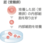 胚（受精卵） 培養した胚（受精卵）の内部細胞を取り出す 内部細胞を培養
